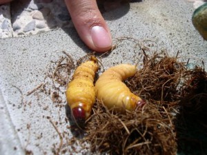 larva picudo