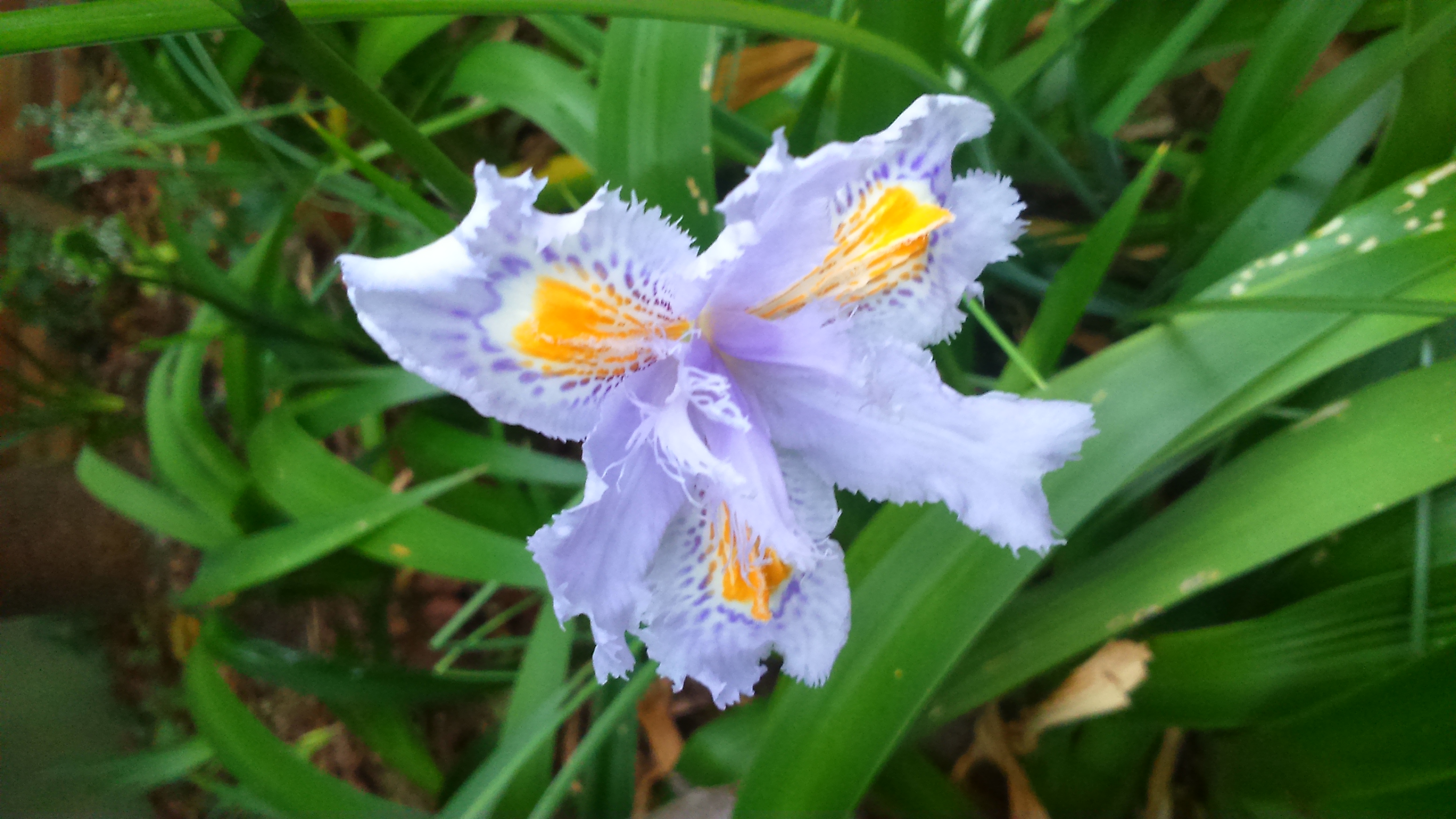 iris japonica Archivos - ACANTO Jardineria y Paisajismo