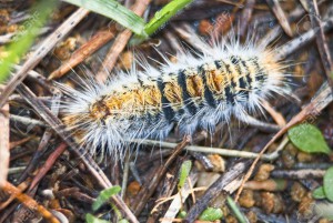 procesionaria-del-pino-larva