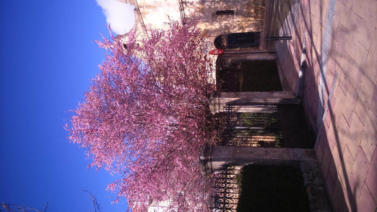 Flores de ciruelo japonés