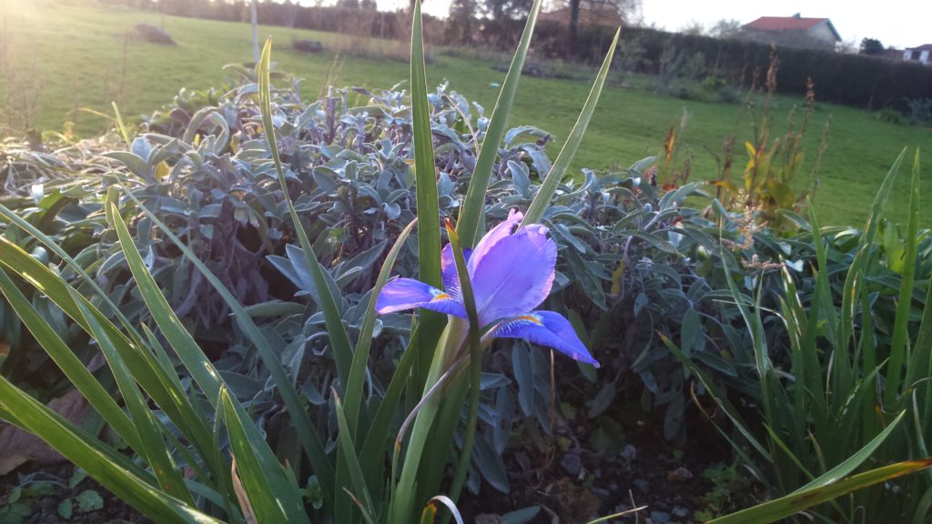 Flor de Iris unguicularis