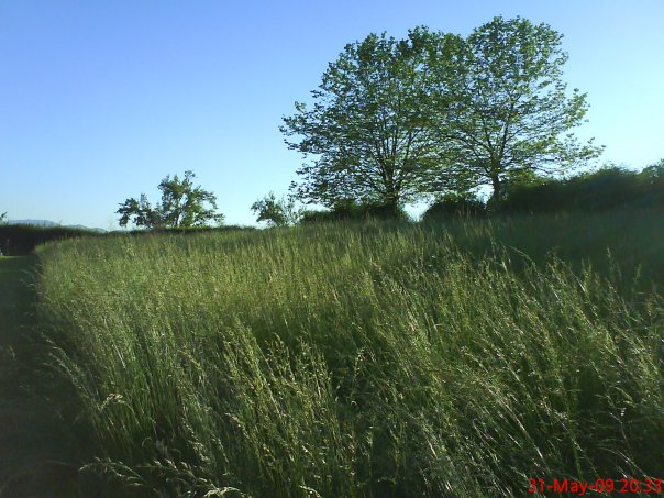 Prado del norte en Mayo