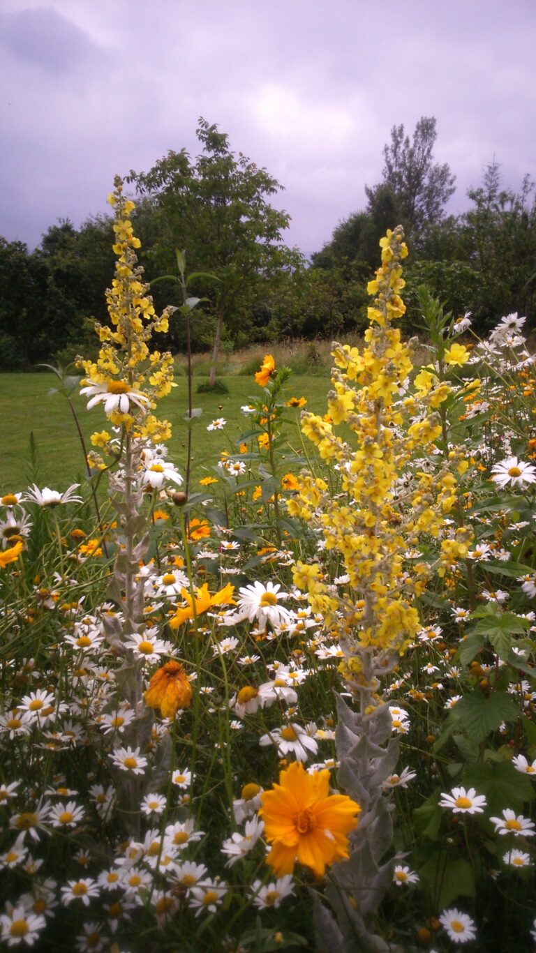PRADERAS DE FLORES: SIEMBRA - ACANTO Jardineria y Paisajismo