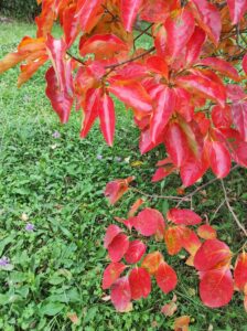 otono-jardin-2