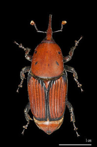 Picudo-rojo-Rhynchophorus-ferrugineus-insecto-adulto