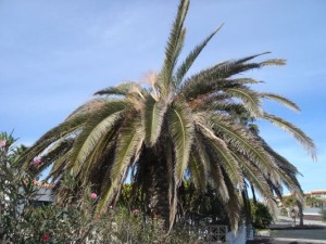 palmera canaria sintomas 1