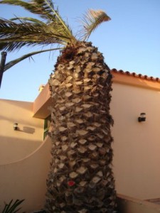 palmera canaria sintomas 2