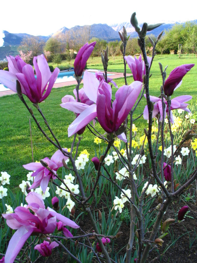 flores de marzo