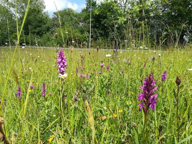 Tipos de flores en un prado del norte: espigas de orquídeas y margaritas