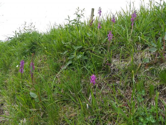 Espigas de orquídea en un prado del norte de España.