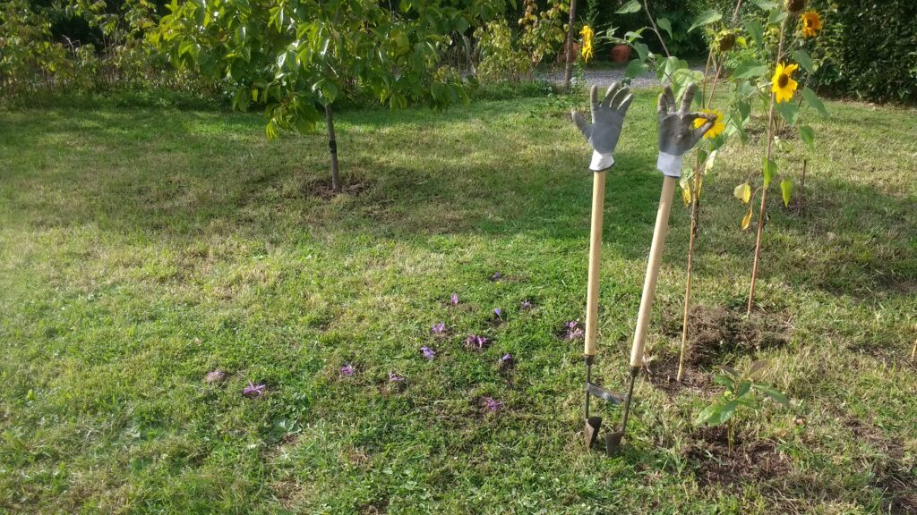 Plantador de bulbos que utilizamos en nuestro prado