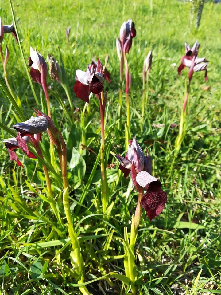 Flores de la orquídea Serapias cordigera en un prado del norte de Santander