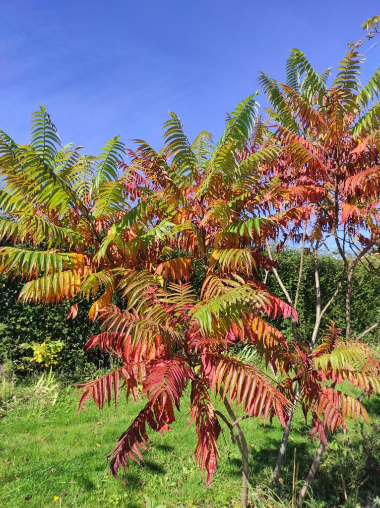 otoño jardín 3