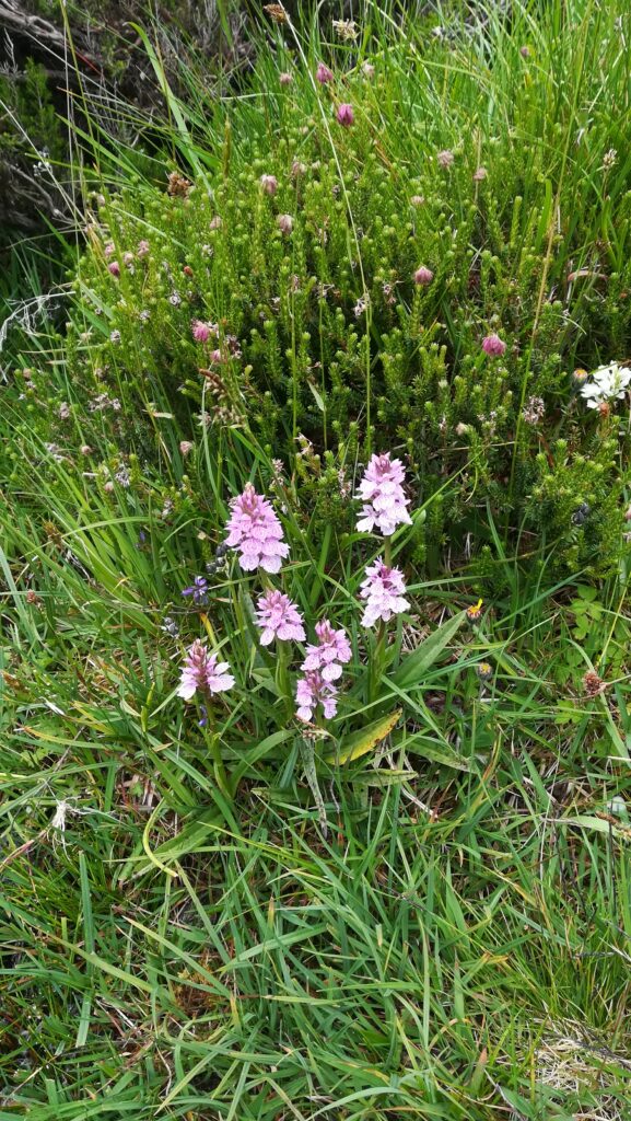 Dactylorhiza maculata