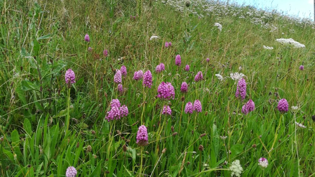 Anacamptis pyramidalis