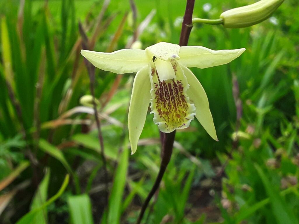Flor orquídea Bletilla ochracea