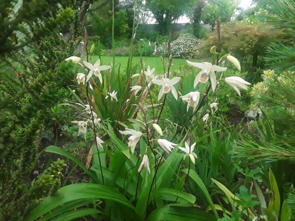 grupo de orquídeas Bletilla ochracea