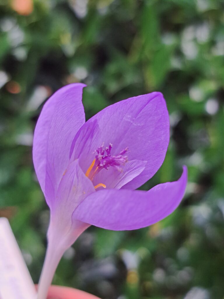 Crocus banaticus
