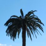 Palmera centenaria afectada por picudo en Mareo ( Gijón)