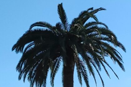 Palmera centenaria afectada por picudo en Mareo ( Gijón)