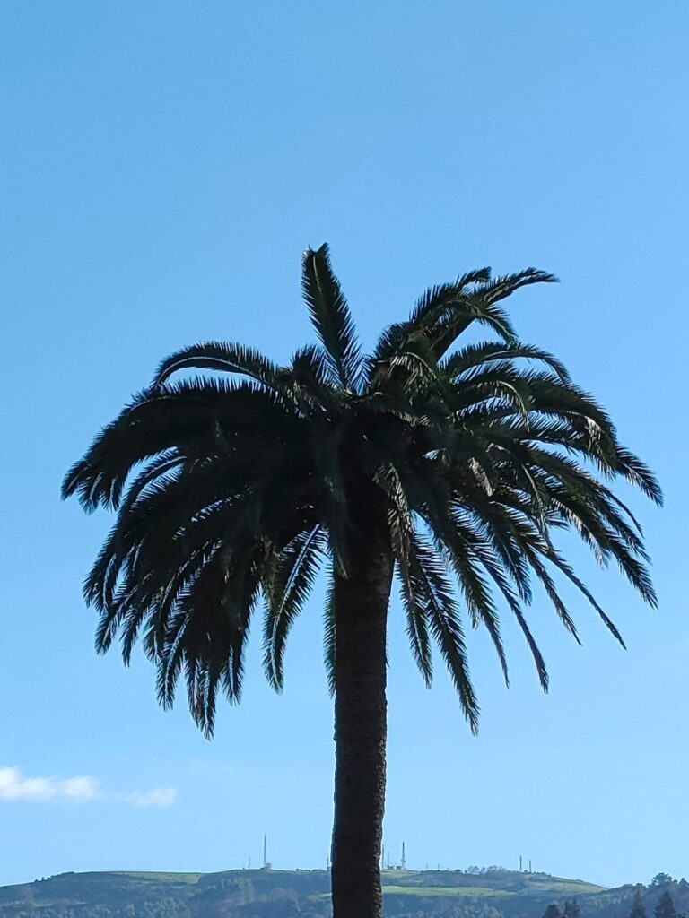 Palmera centenaria afectada por picudo en Mareo ( Gijón)