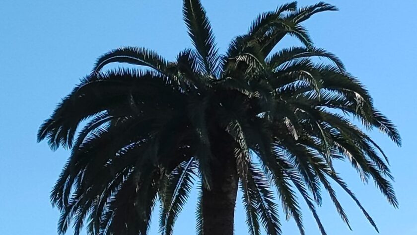 Palmera centenaria afectada por picudo en Mareo ( Gijón)